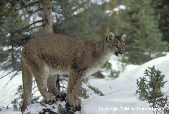 Mountain lion in habitat