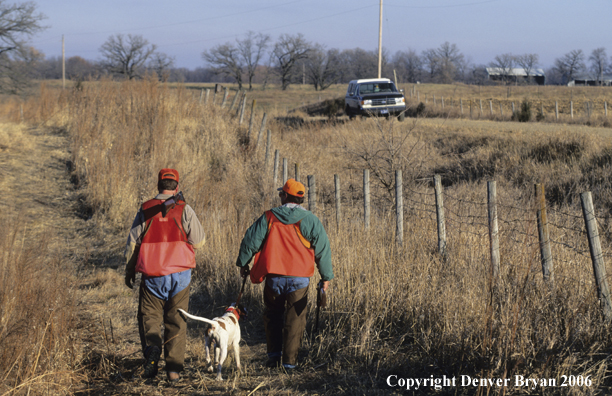 Upland game bird hunter with dogs hunting.