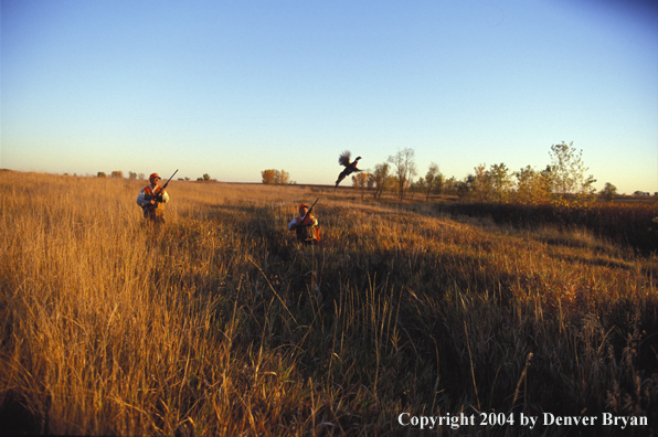 Upland bird hunters shooting at pheasant.