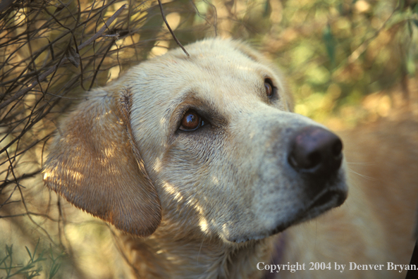 Yellow Labrador Retriever 