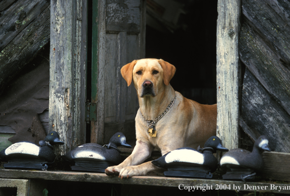 Yellow Labrador Retriever with decoys