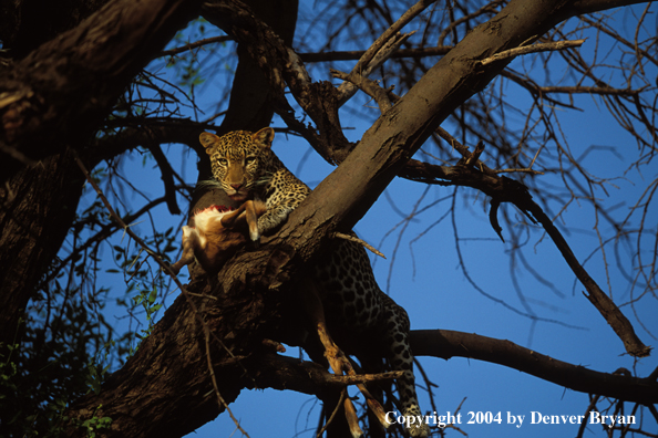 Leopard in tree with prey. Africa