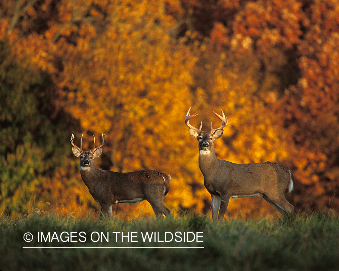 Whitetailed bucks in habitat.