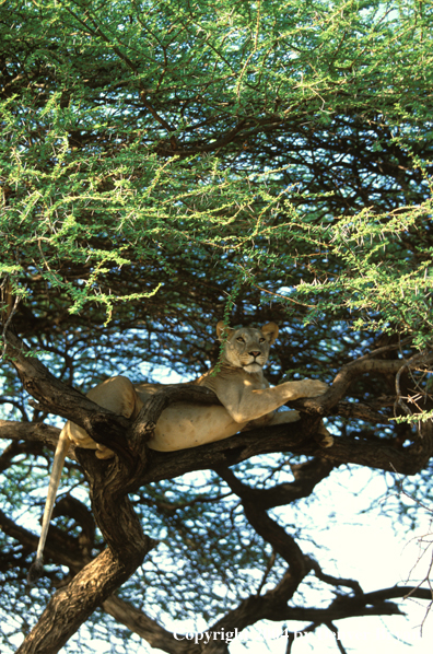 Female African lion in tree.  Africa