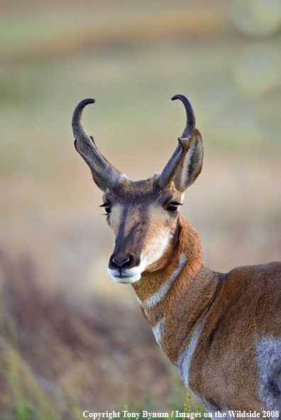 Antelope Buck in field