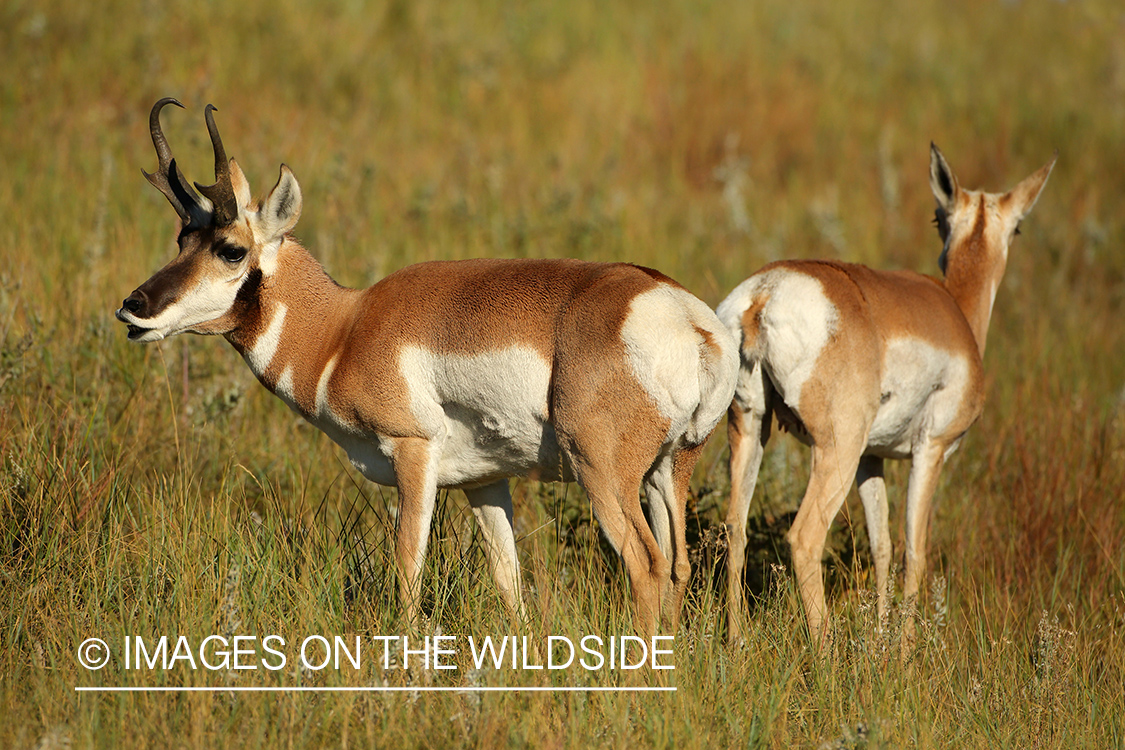 Pronghorn Antelopes in habitat. 