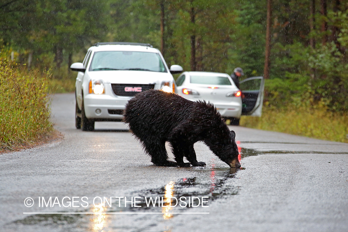 Black Bear drinking rainfall in middle of road.