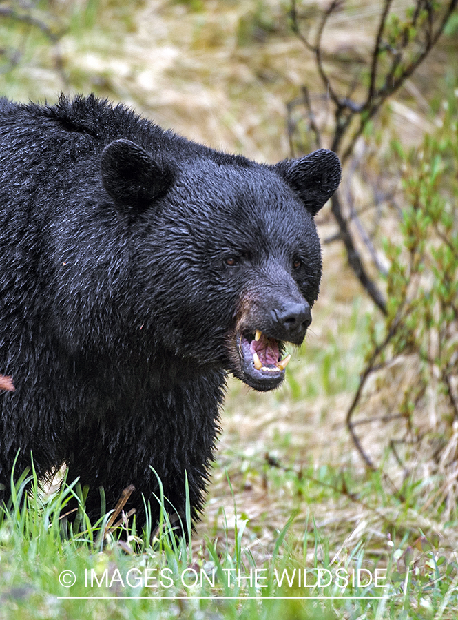 Black bear in habitat.