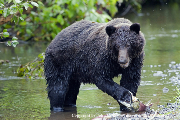 Brown bear in river with salmon.