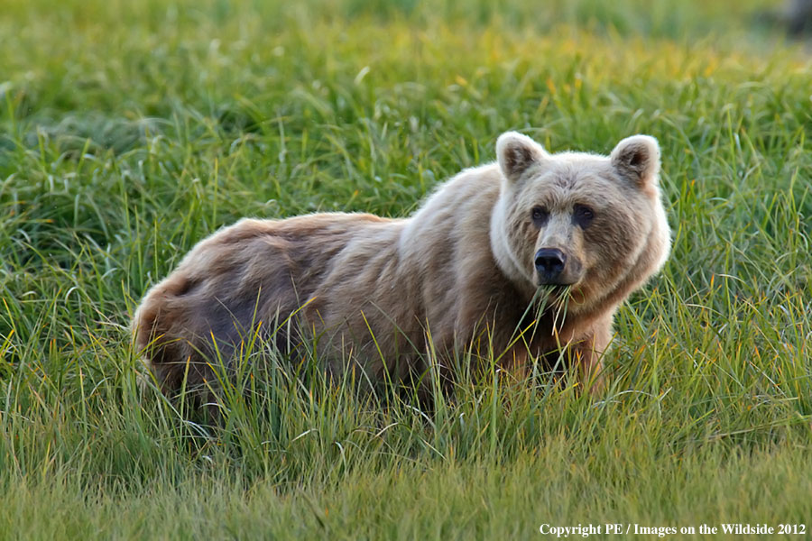 Brown Bear in habitat.