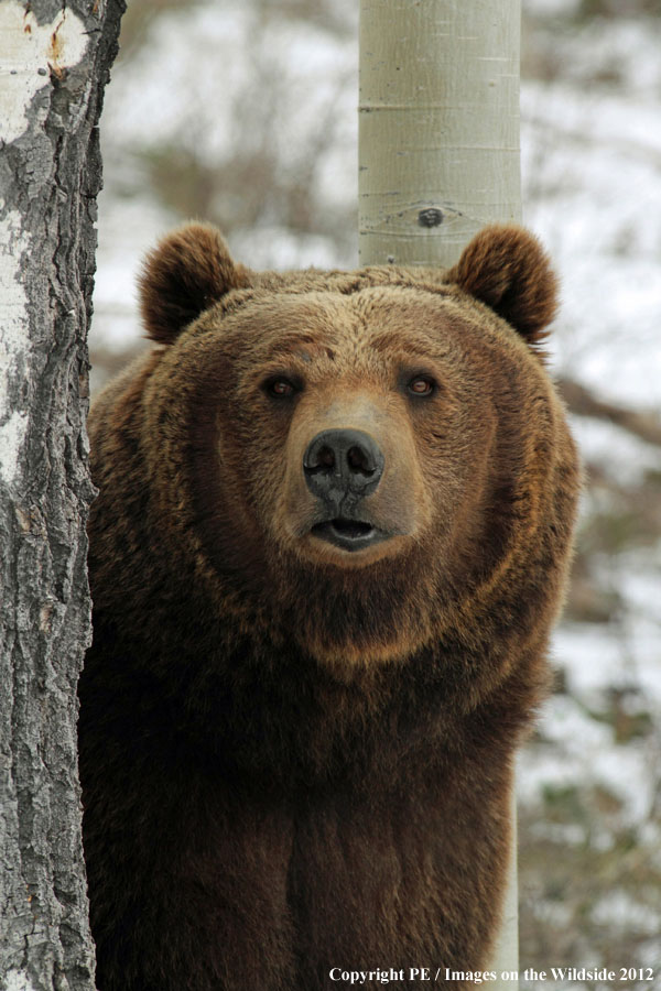 Grizzly Bear in habitat.