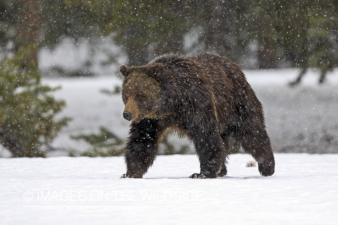 Grizzly Bear in winter habitat.