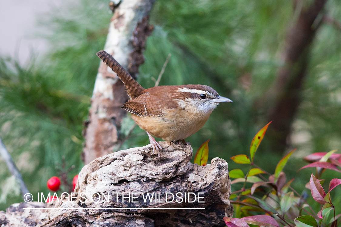 Carolina wren in habitat. 