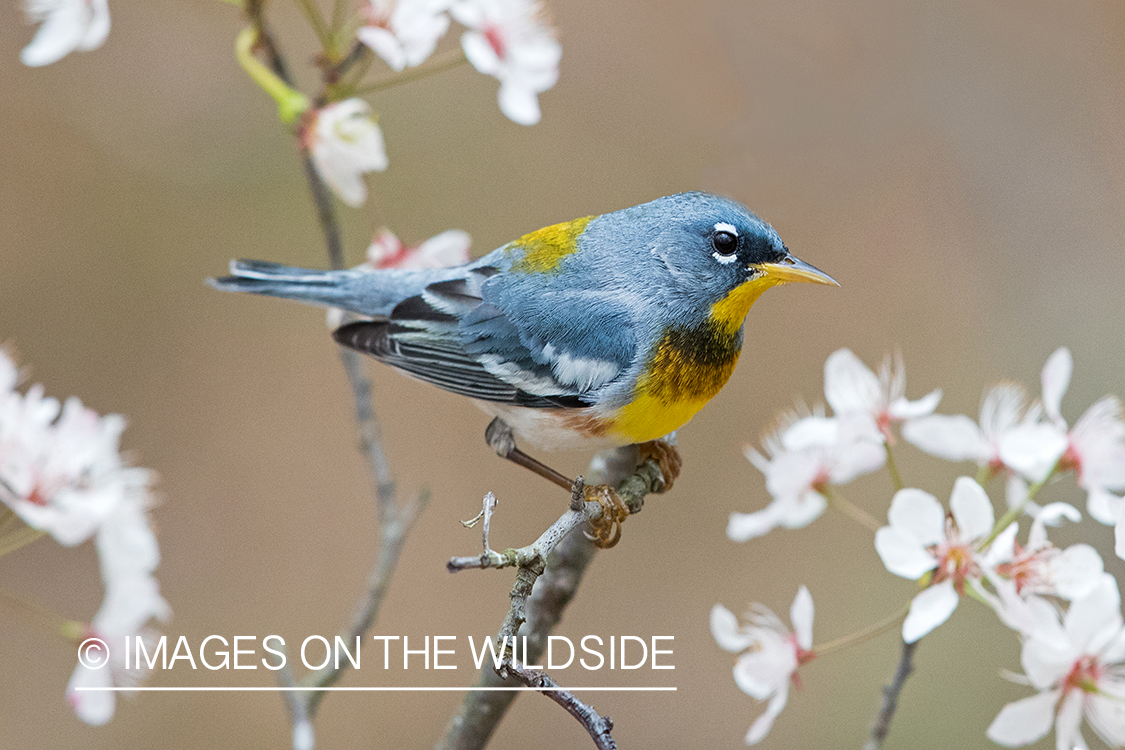 Northern Parula on branch.