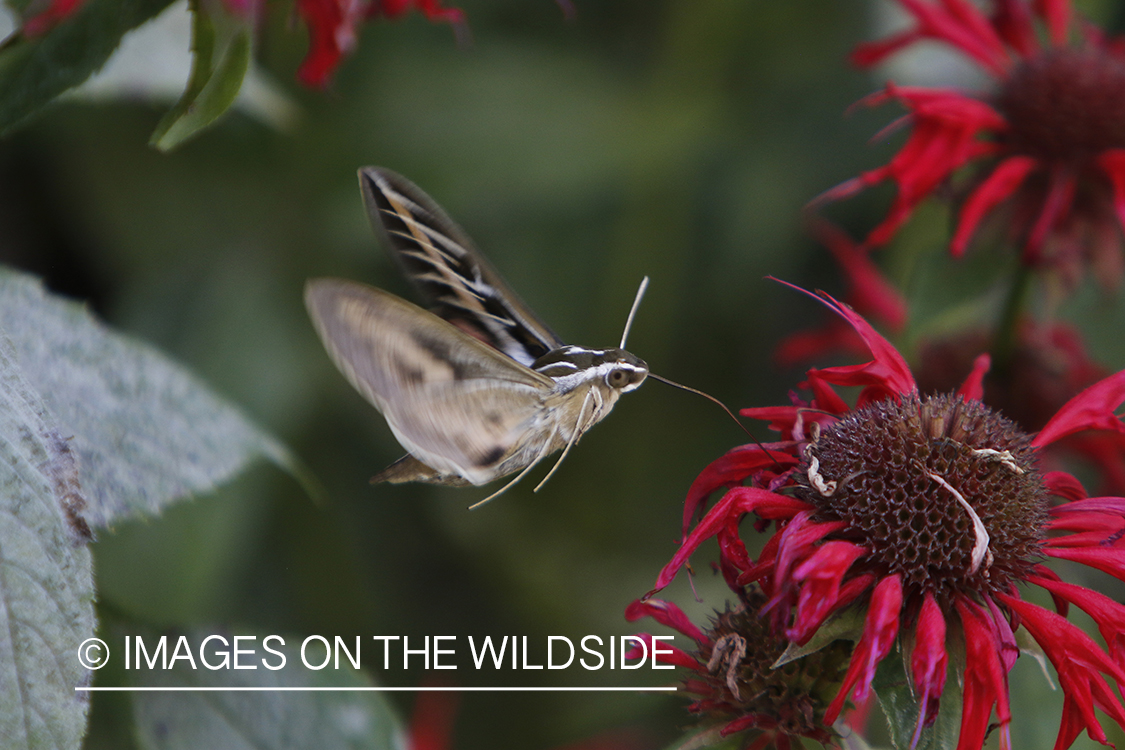 White-lined Sphinx moth flying by red flowers.