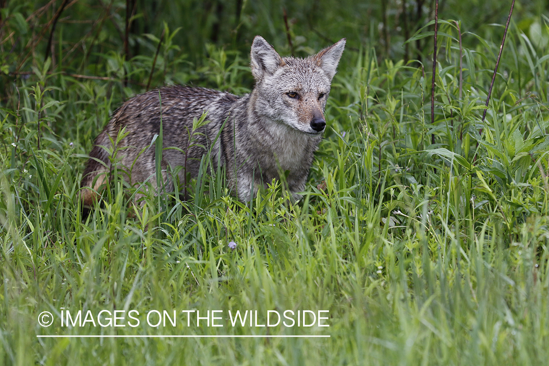 Coyote in habitat.