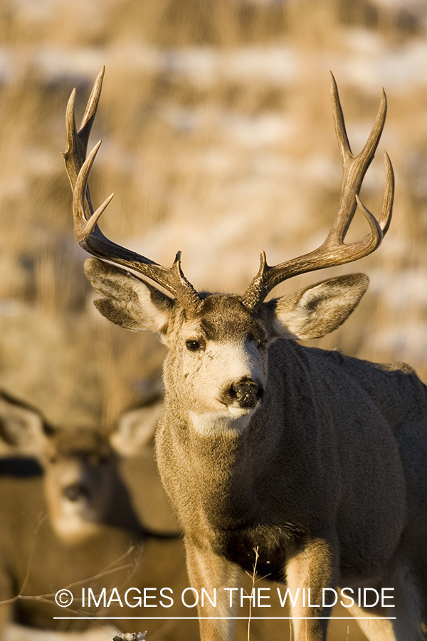 Mule deer in habitat.