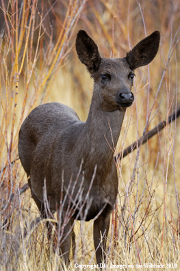 Mule deer in habitat