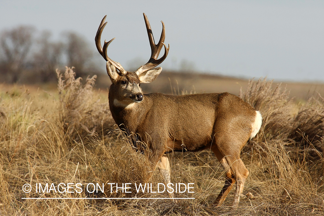 Mule deer buck in habitat. 