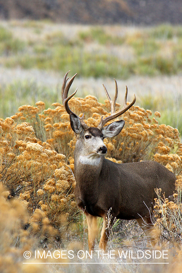 Mule deer buck in habitat. 