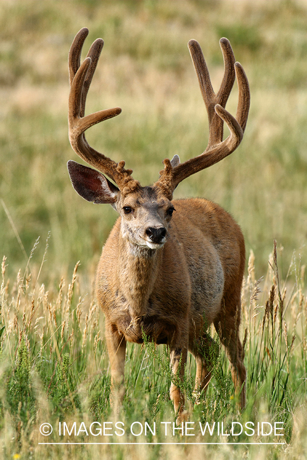 Mule Deer buck in habitat.