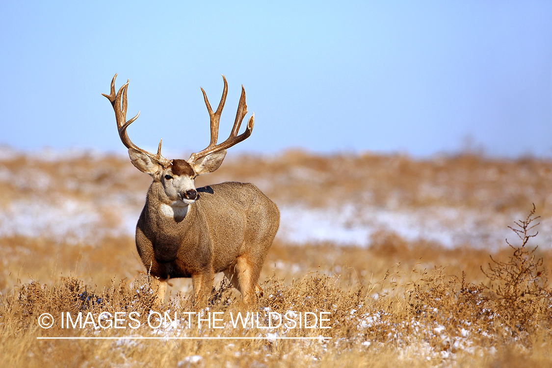 Mule deer buck in habitat.