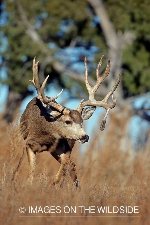 Mule deer buck in field.