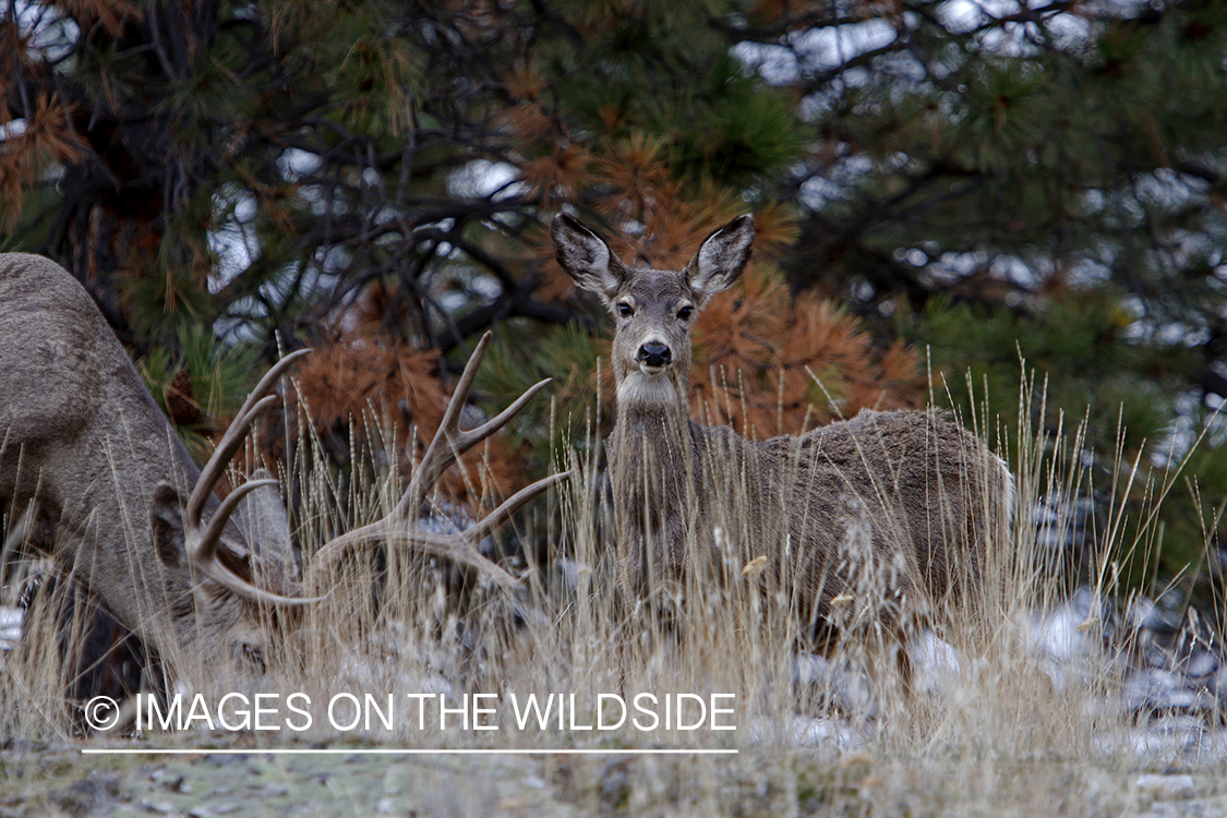 Mule deer buck with doe in field.