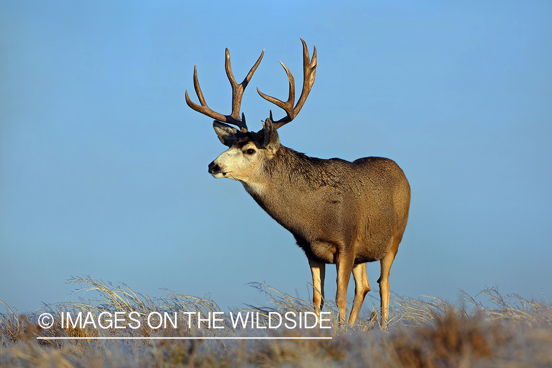 Mule deer buck in field.