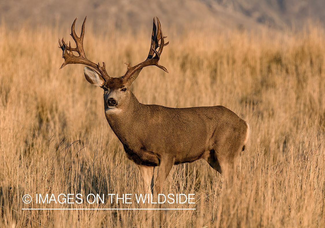 Mule deer buck in field.