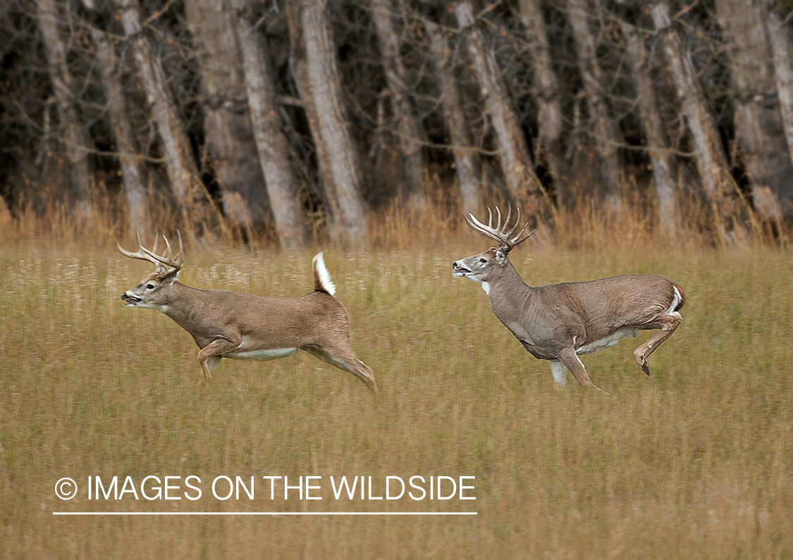 Whitetailed deer in habitat.