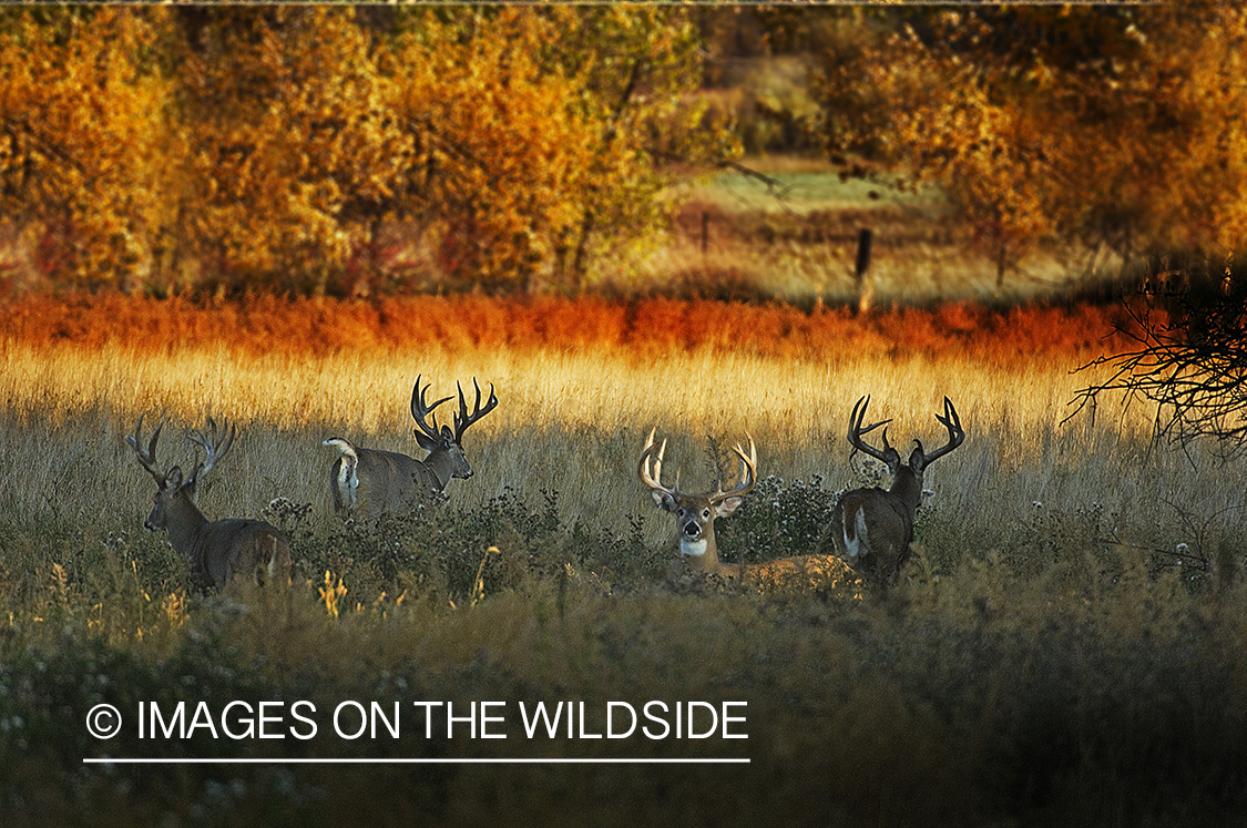 Whitetail Bucks in Field