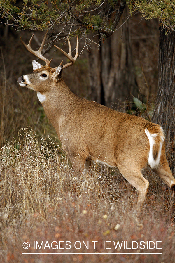 Whitetail Buck in Rut