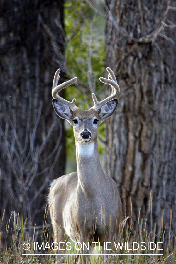 Whitetail Buck in velvet