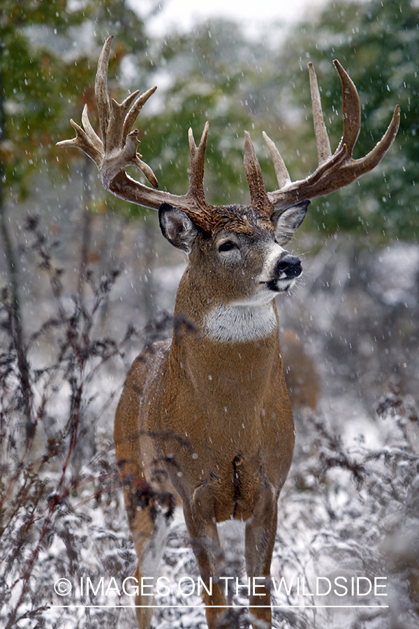 Whitetail buck in habitat