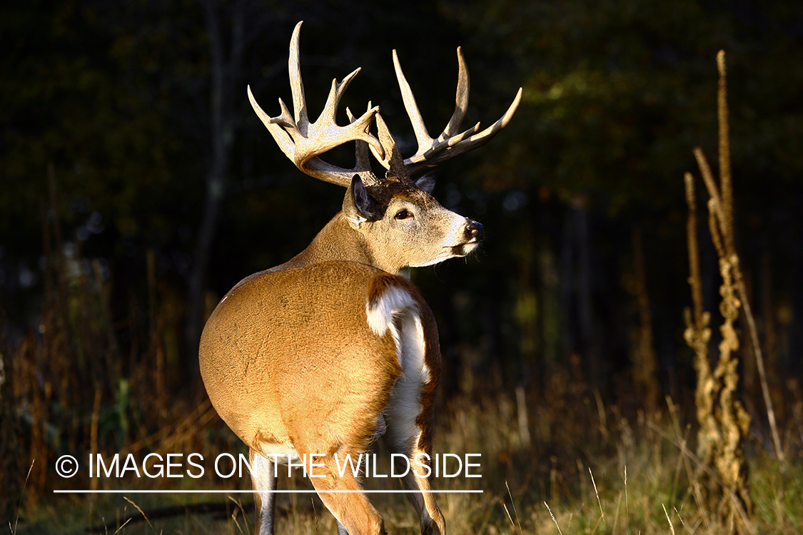 Whitetail buck in habitat