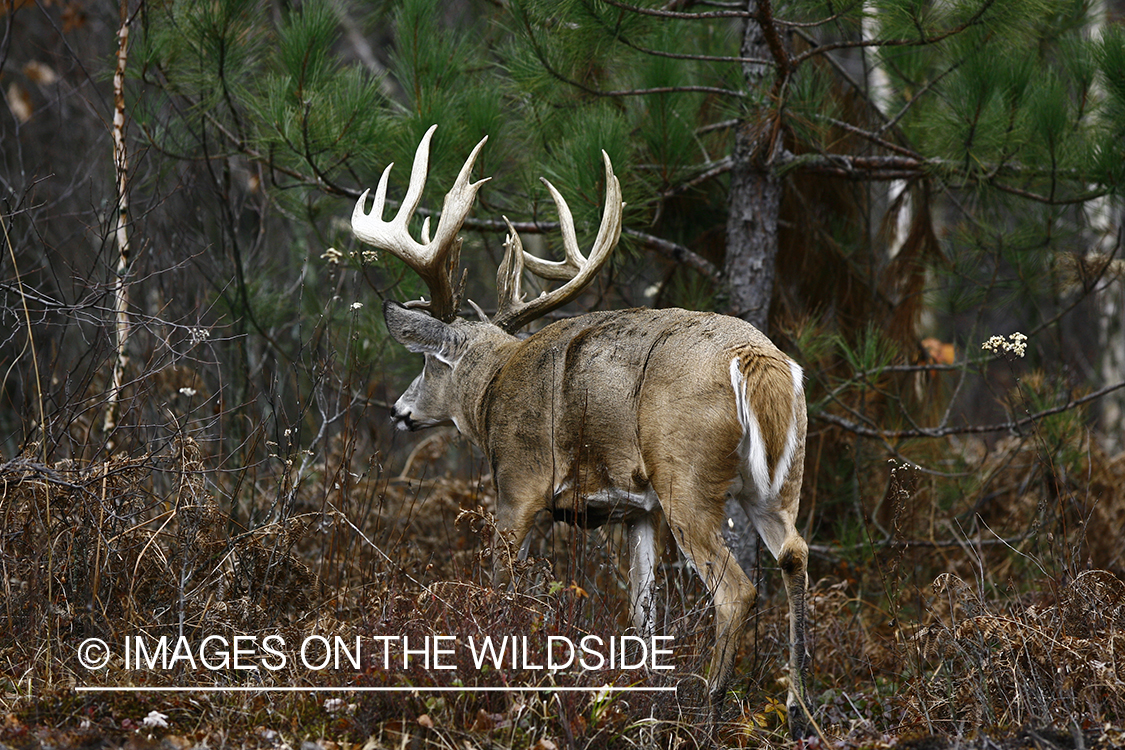 Whitetail buck in habitat