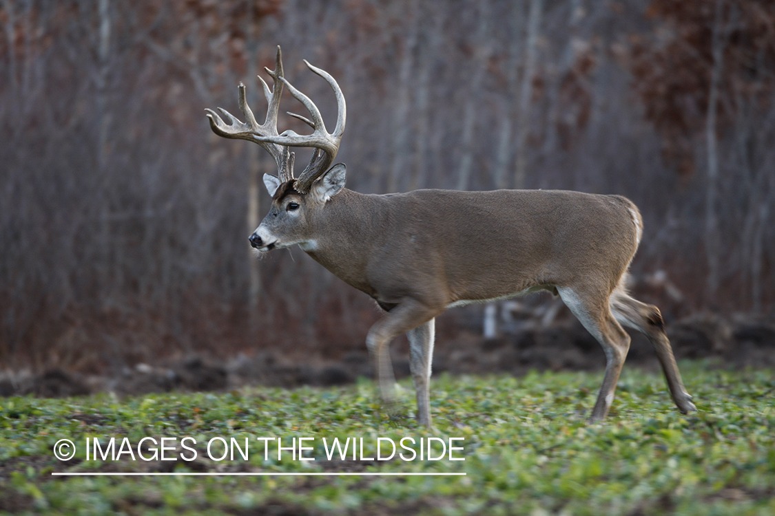 Whitetail buck in green food plot.