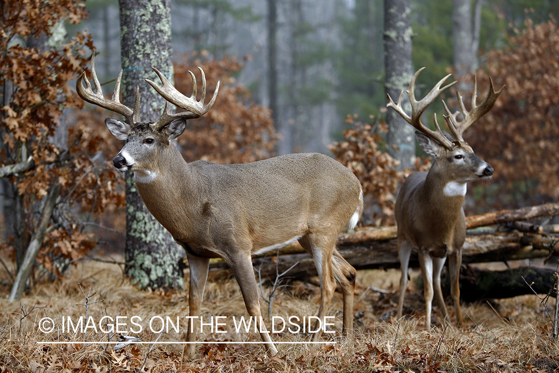 Whitetail bucks in habitat.