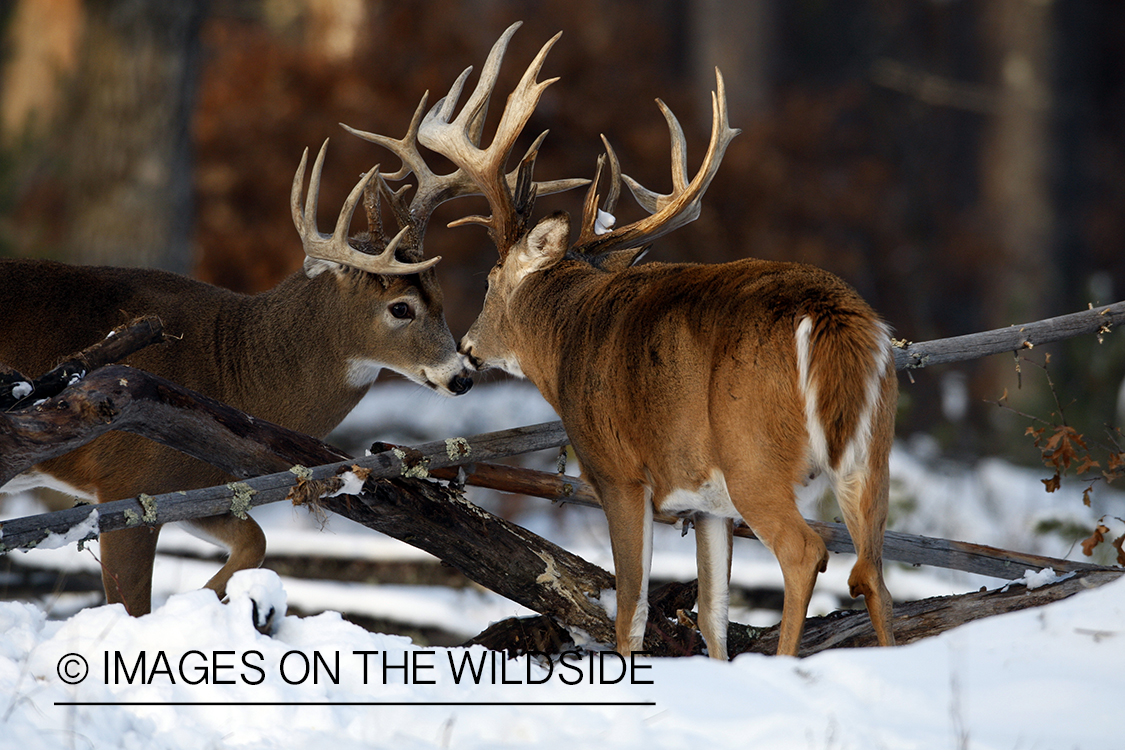 White-tailed buck in habitat.