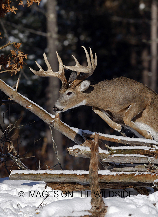 Whitetail in habitat