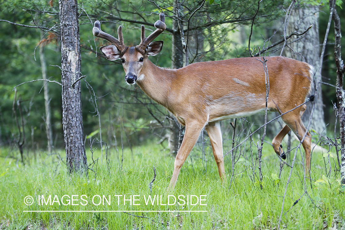 Summer Deer in Velvet