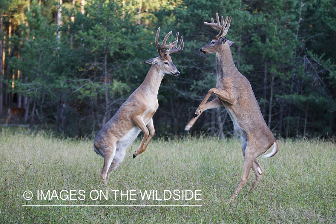 White-tailed deer in velvet