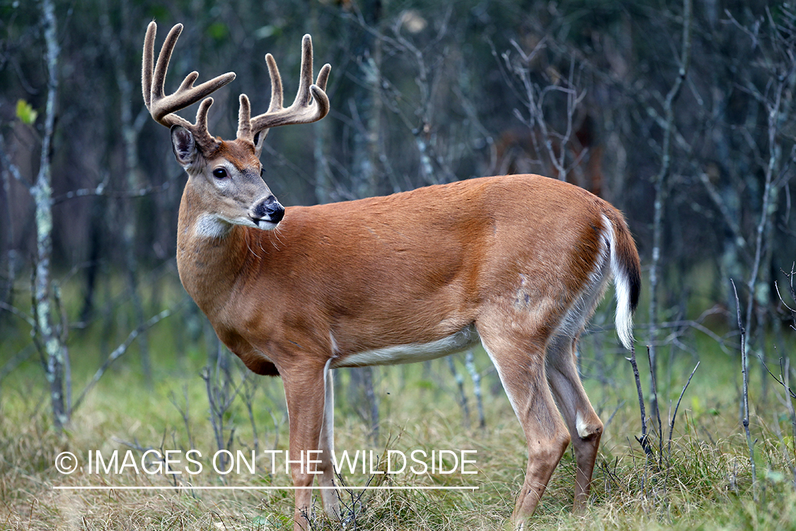 White-tailed buck in velvet 