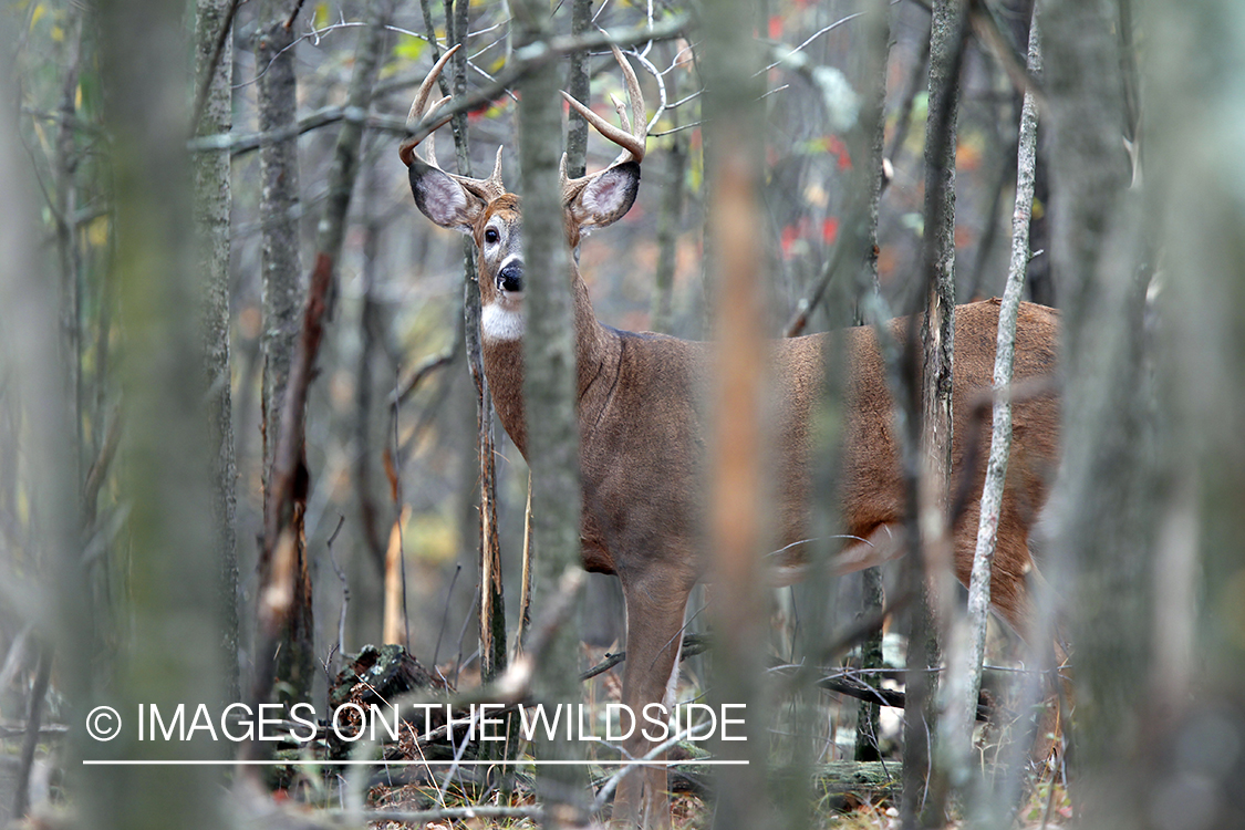 White-tailed buck in habitat. *