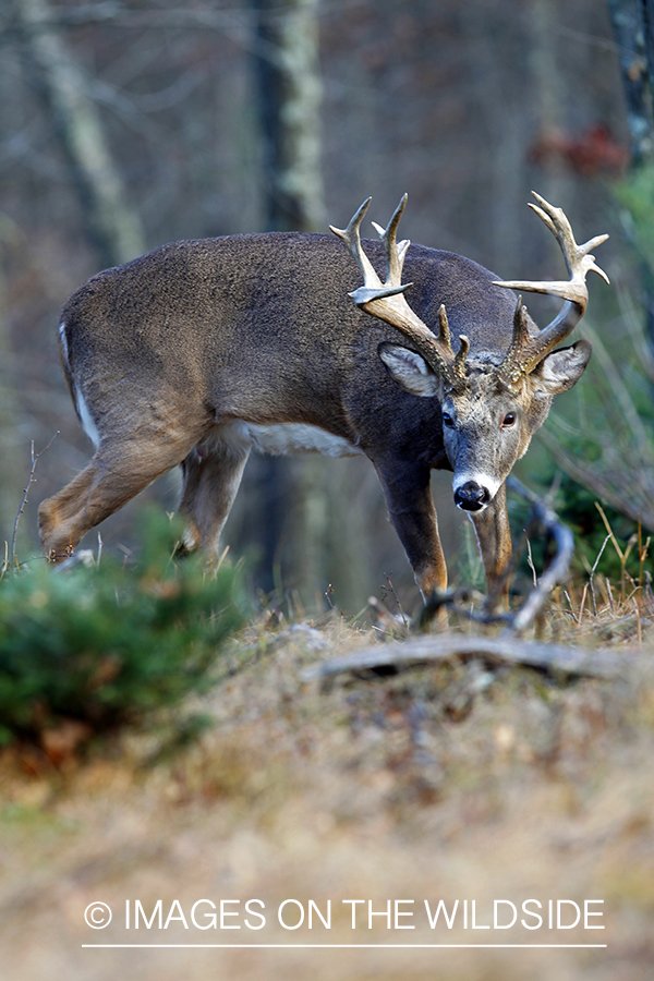 White-tailed buck in habitat. *