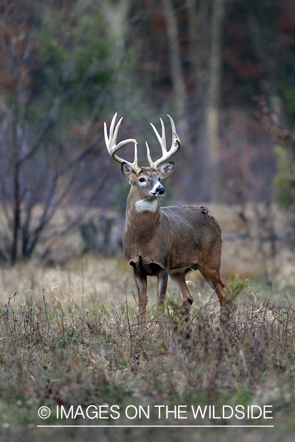 White-tailed buck in habitat. *