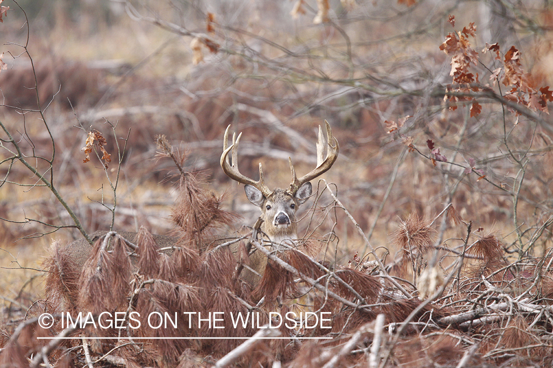 White-tailed buck in habitat. 