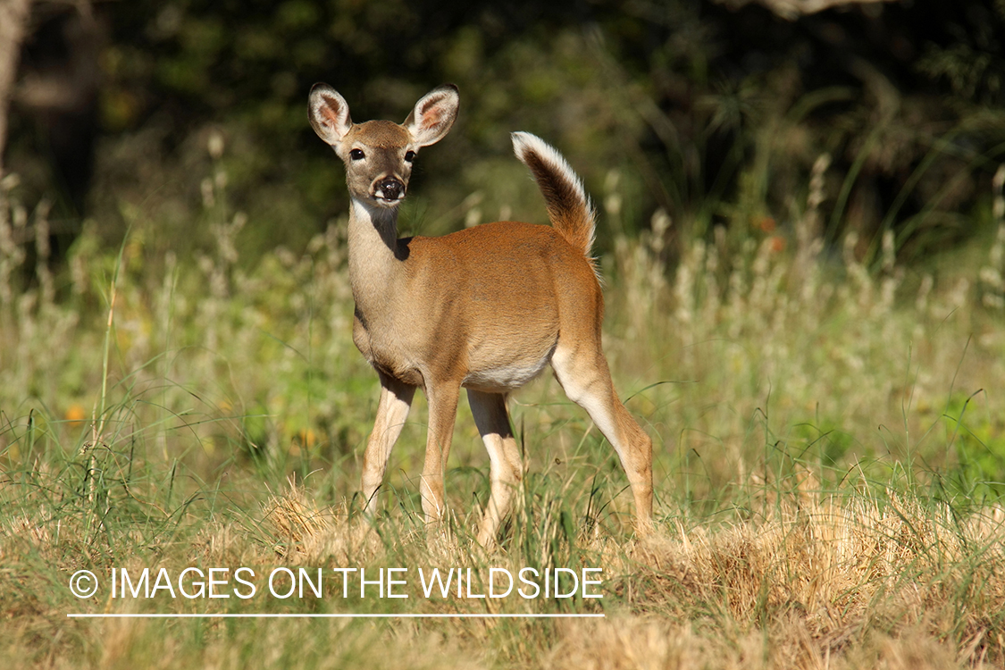 White-tailed fawn in habitat. 