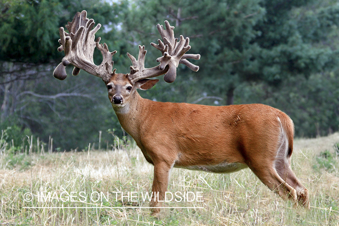 White-tailed buck in habitat. 